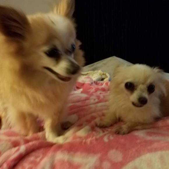 Makery Bakery tin toy/ warmer from 1966 Mattel Met - VINTAGE - Picture 2 of 9